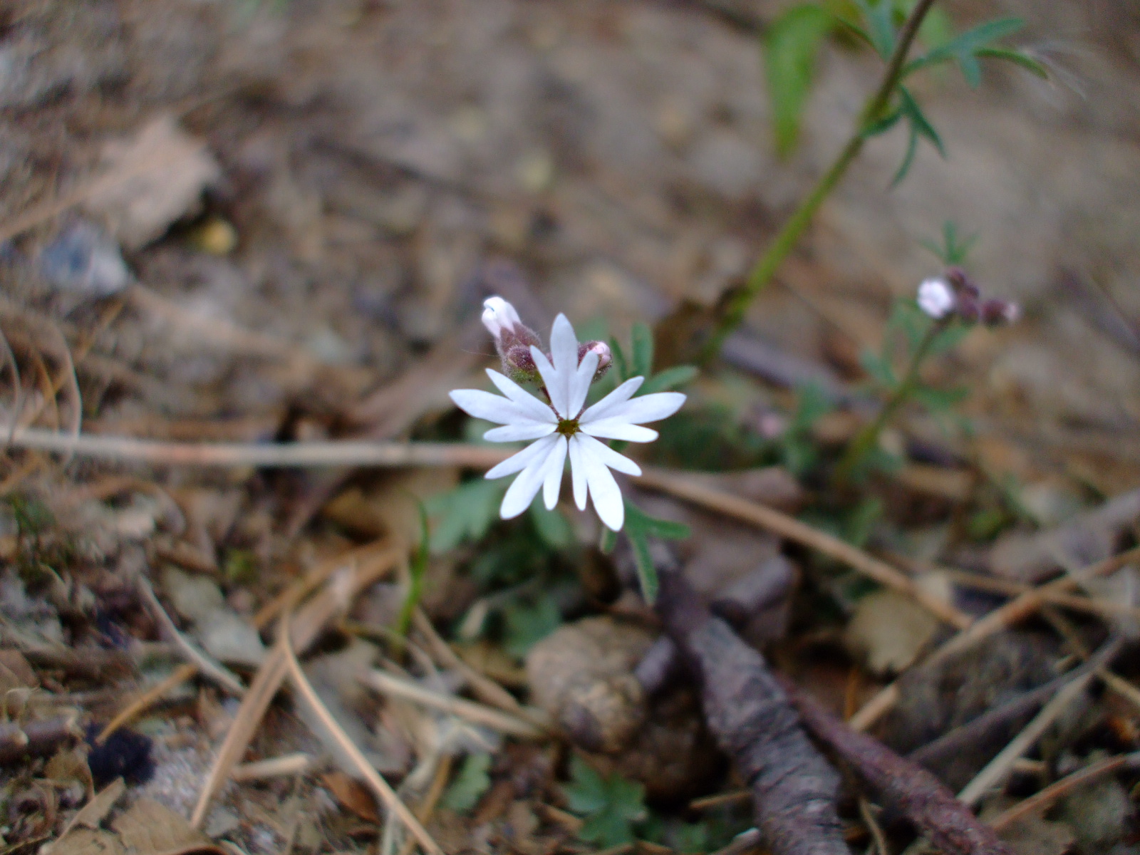 Lithophragma parviflorum